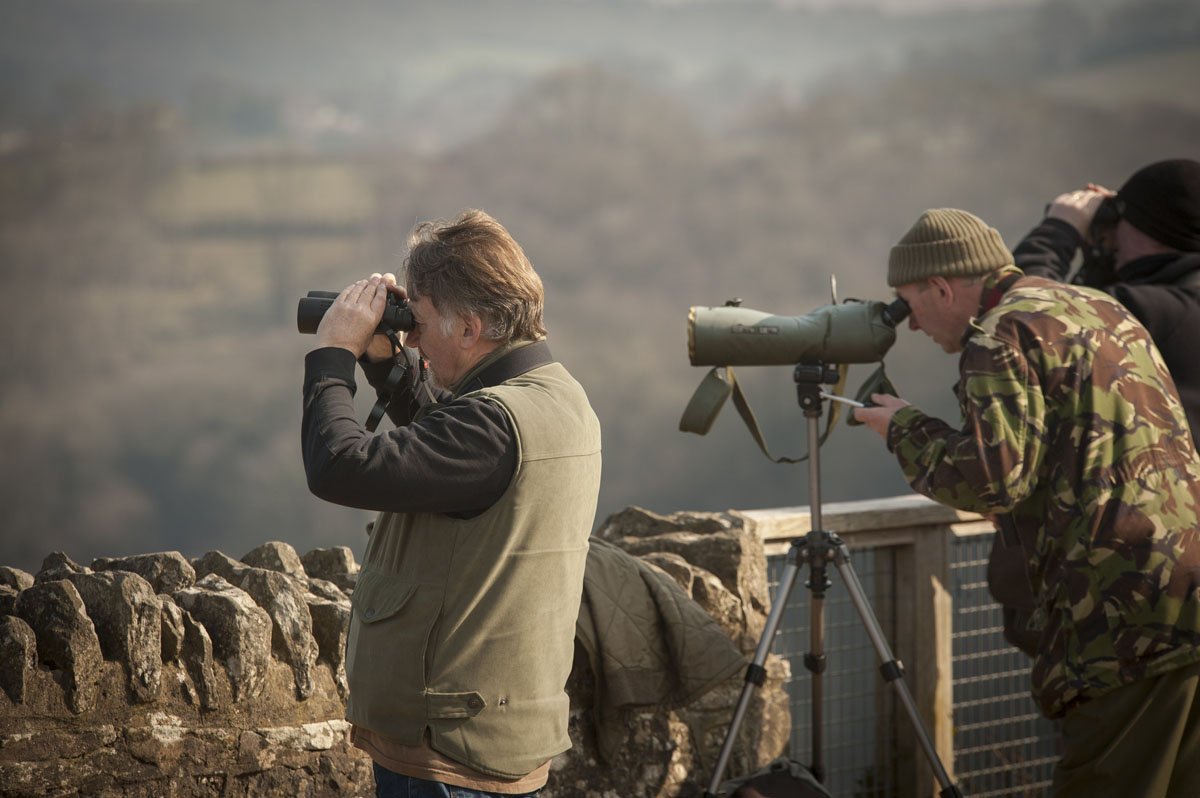 Birdwatching at Symonds Yat Rock